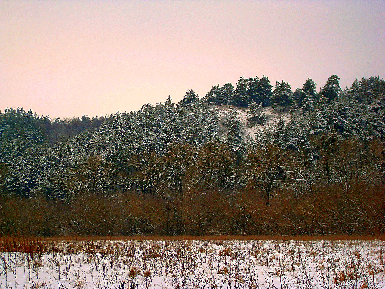 Бекарюковский бор. 2009 г.