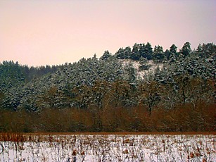 Бекарюковский бор. 2009 г.